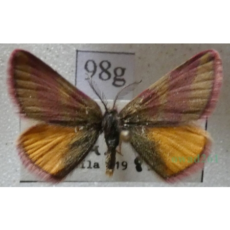 Lythria cruentaria (Hufnagel, 1767) Sudamek szczawiak Slovakia98g
